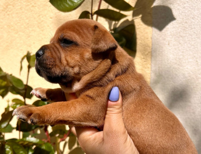 Chiot N°3