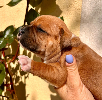 Chiot N°2