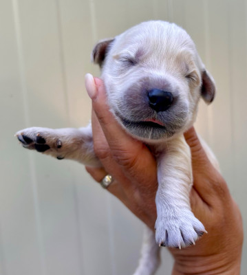 Chiot N°8