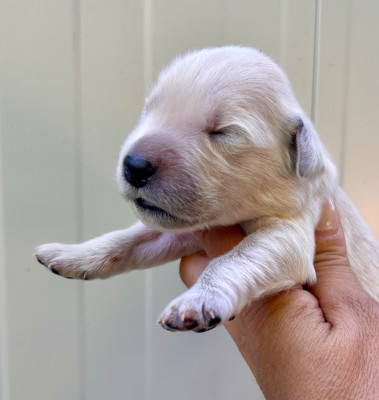 Chiot N°10