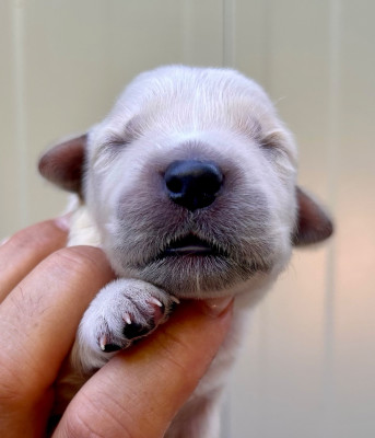 Chiot N°9