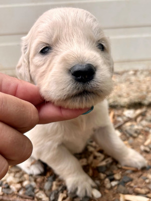 Chiot N°7