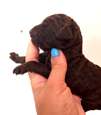 CHIOT 3