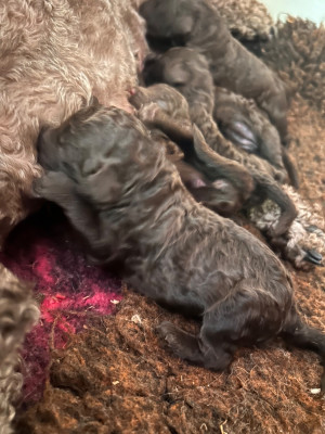 CHIOT 4