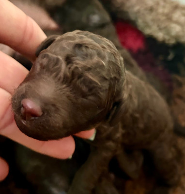 CHIOT 5
