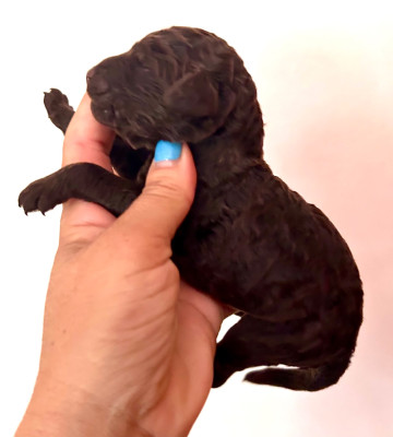 CHIOT 6