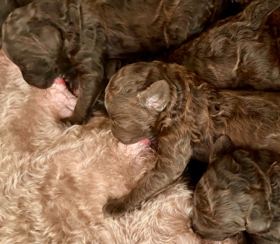 CHIOT 7