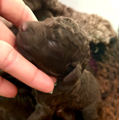 CHIOT 8