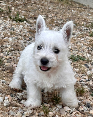 Chiot N°3