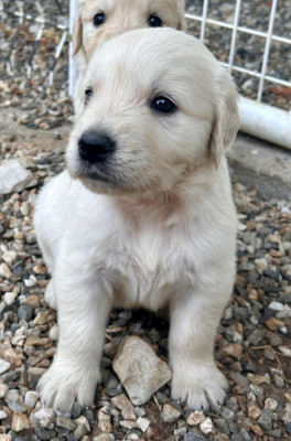 Chiot N°2