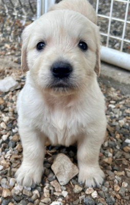 Chiot N°3