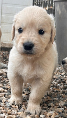 Chiot N°6