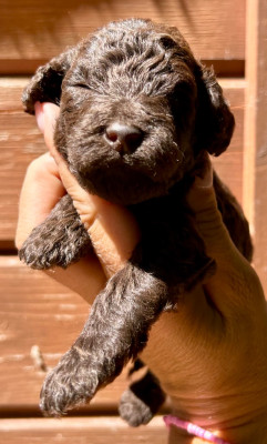 CHIOT 3