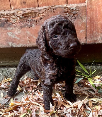 CHIOT 1