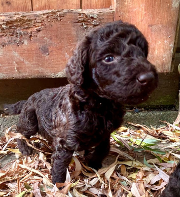 CHIOT 2