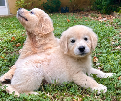 Chiot N°1