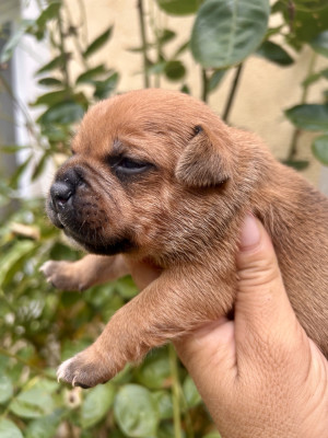 Chiot N°1