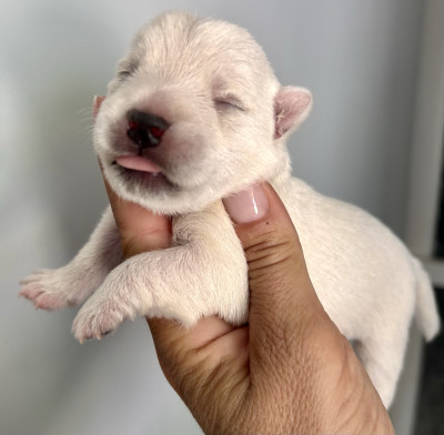 Chiot N°2