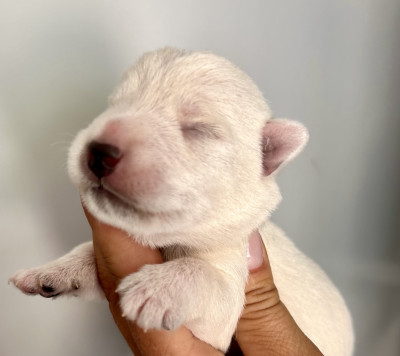 Chiot N°3