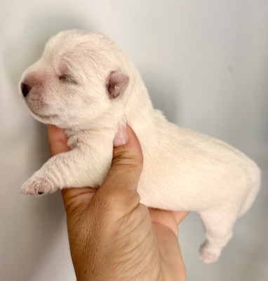 Chiot N°4