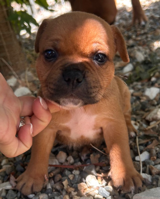 Chiot N°2