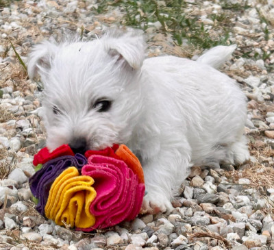 Chiot N°4
