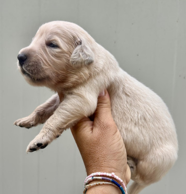 Chiot N°5