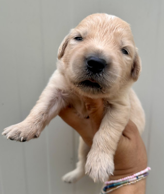 Chiot N°6