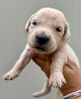 Chiot N°7