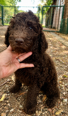 CHIOT 2