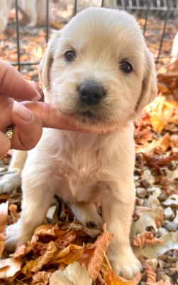 Chiot N°1