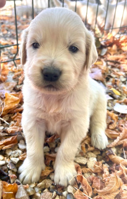 Chiot N°2