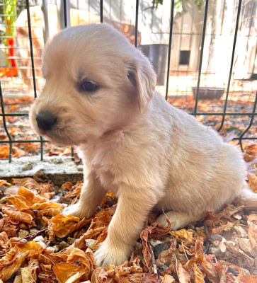 Chiot N°3