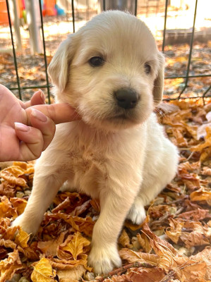 Chiot N°4