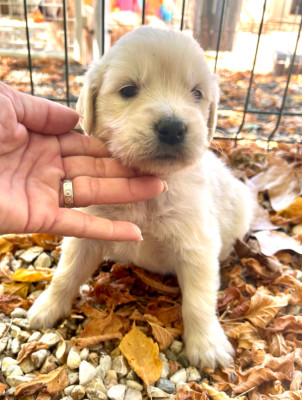 Chiot N°5