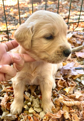 Chiot N°7
