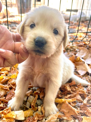 Chiot N°9