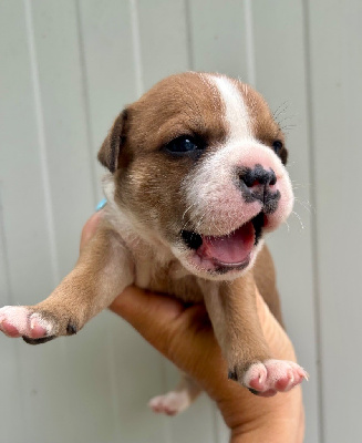 CHIOT 2