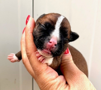 CHIOT 7