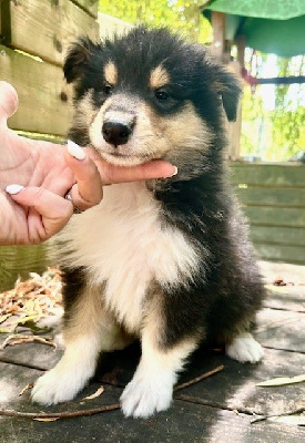 CHIOT 7