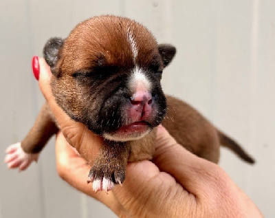CHIOT 2