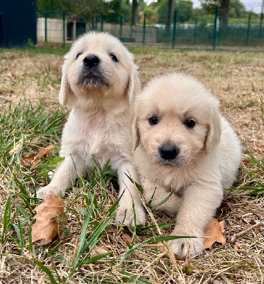 CHIOT 3
