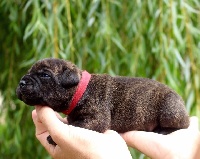 CHIOT collier rouge