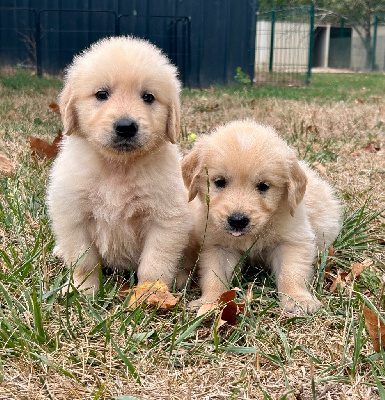 CHIOT 10