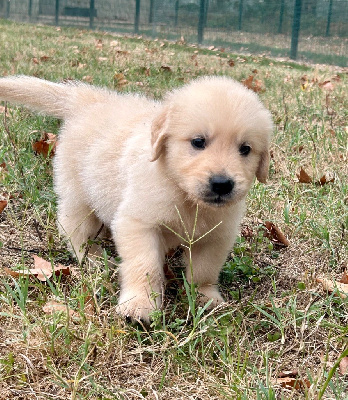 CHIOT 6