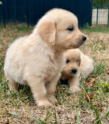 CHIOT 8