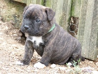 CHIOT collier vert