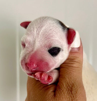 CHIOT 1