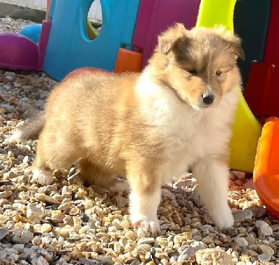 CHIOT 1
