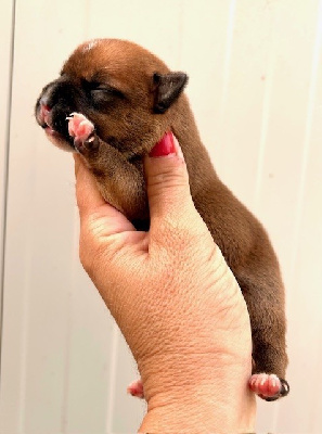 CHIOT 1